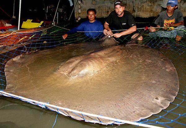 海洋10大霸主動物,巨齒鯊第十,鄧氏魚第五,巨型黃貂魚榜首