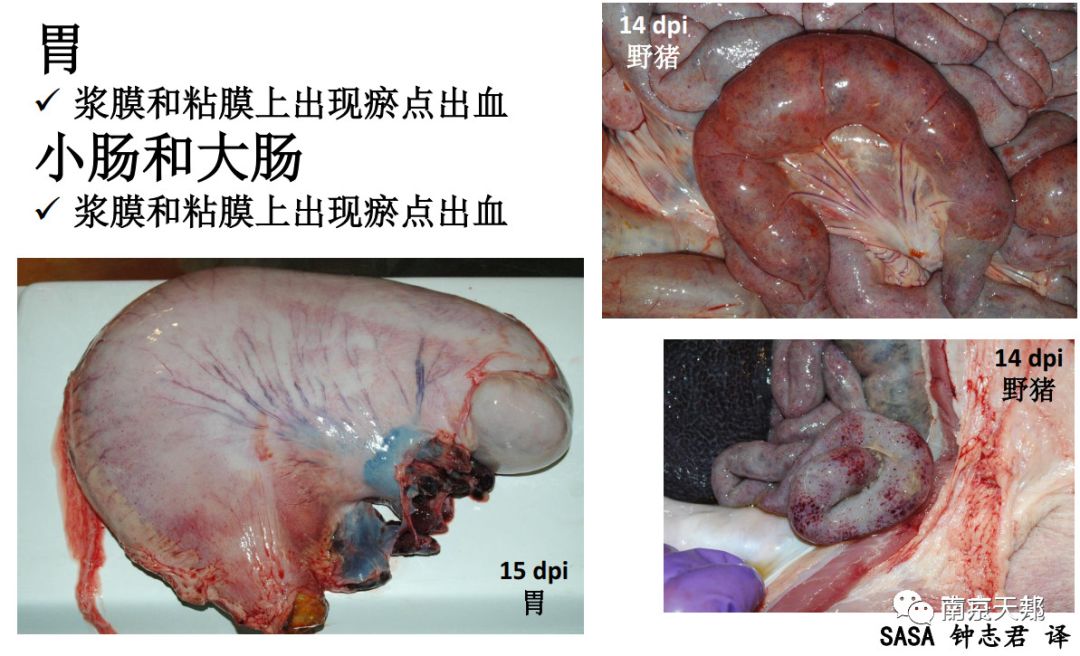 非洲猪瘟解剖图和症状图片