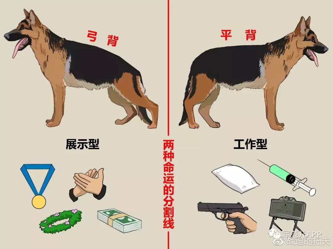 漫画军犬源起一战都8102年了军警方只青睐这7种