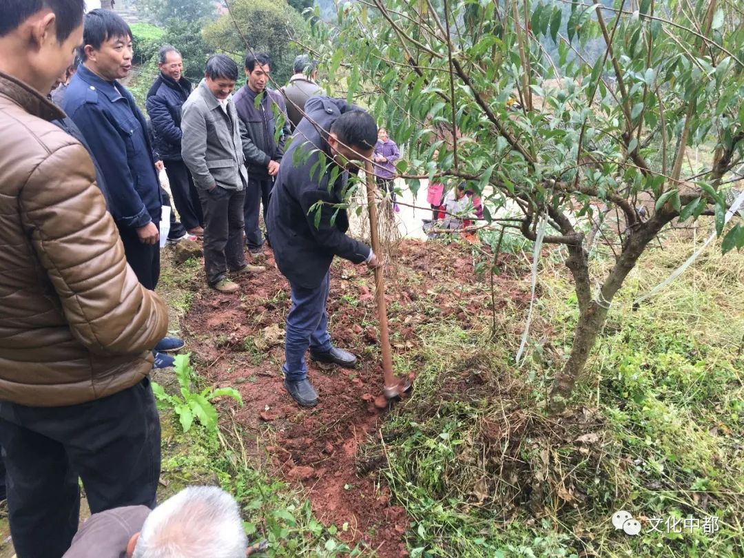 農技員蹇永財示範挖