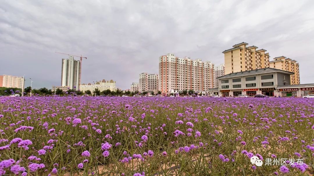 酒泉市肃州区锦玉公园图片