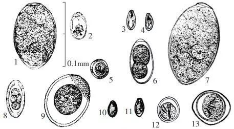 大便镜检寄生虫图片