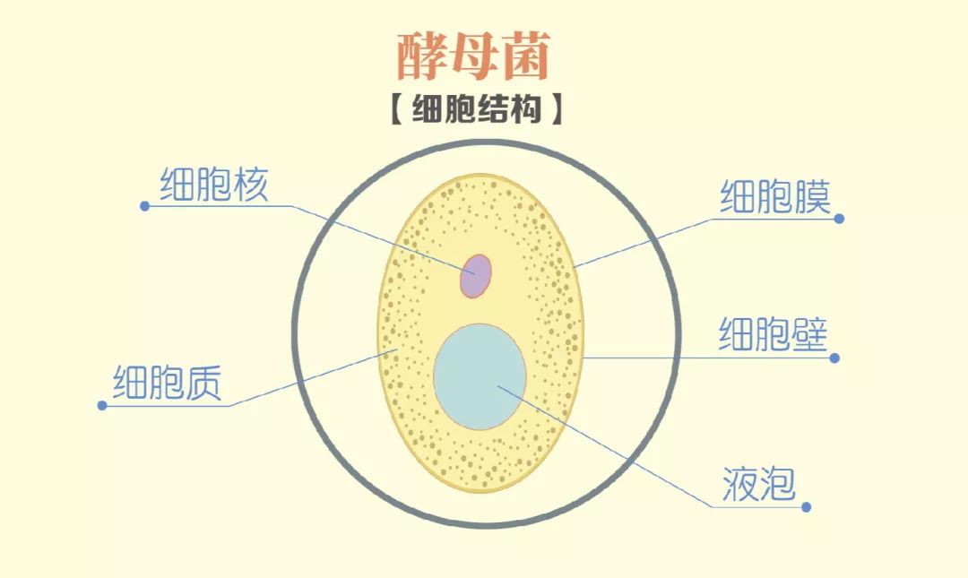 在面包发酵过程中,起到决定性作用的是一种真菌—酵母菌.