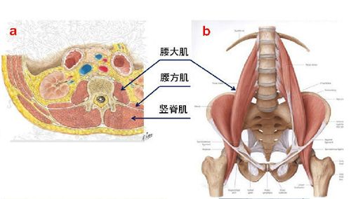 这是腰部的解剖图:胯上胁下的部分,在身体的中部,并没有提到任何与