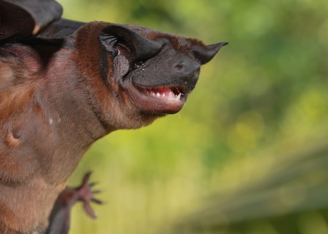 蝙蝠的身子狗头图片