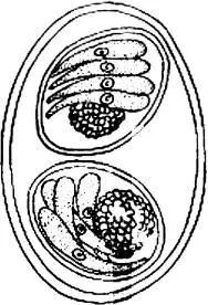 12.复孔绦虫卵13 foyeuxiellafurhmanni10.异形吸虫卵11.