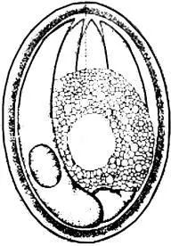 71 图3 等孢属球虫卵囊(isosporaoocyst)12.复孔绦虫卵13.