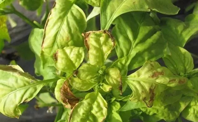 易发生药害的药剂丙环唑在温室作物上要慎用,在辣椒上易使叶色变得