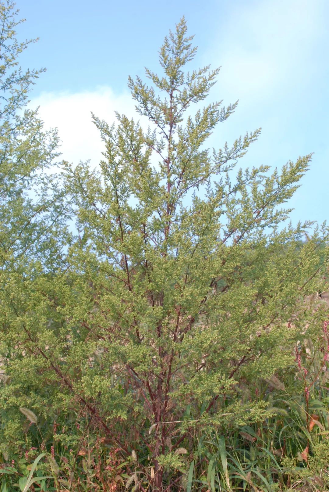 黄花蒿的花比较小,通常为球形或椭球形,直径只有2毫米