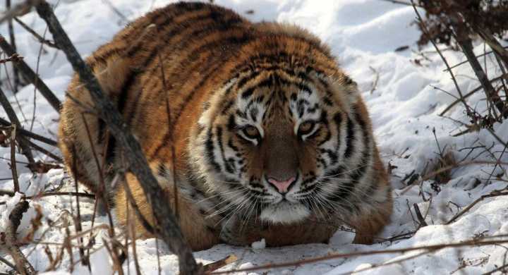俄方披露消息：一只越境虎今年10月在中國吃了一只羊 國際 第1張