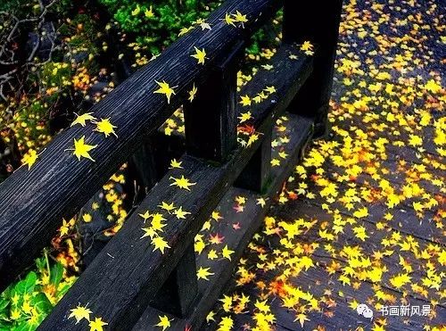 晚秋时节,我总是喜欢走进山山黄叶飞的秋色,拣出那些形态特别的落叶