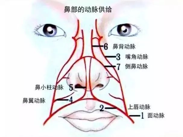 外鼻组织结构示意图图片