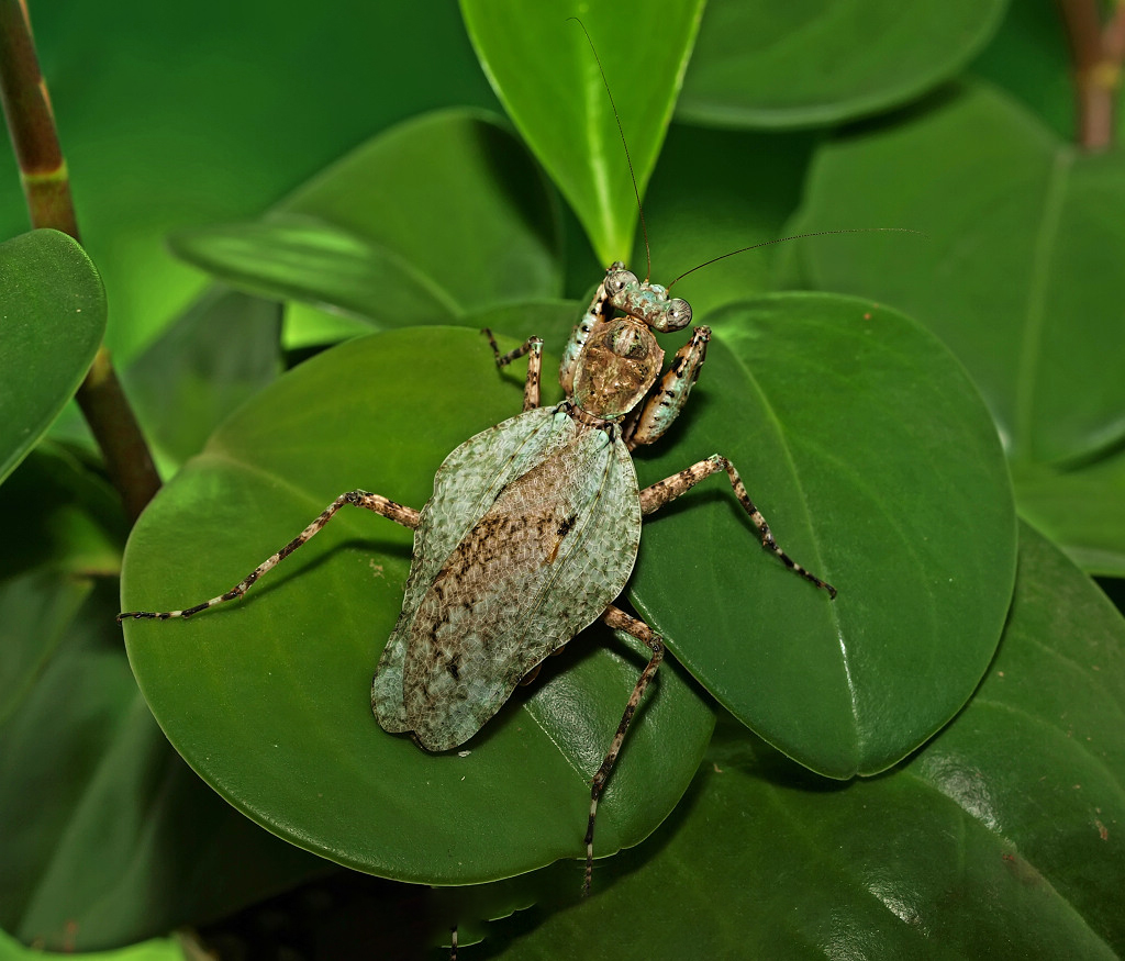 昆蟲生物之雲眼斑螳和泰國樹皮螳