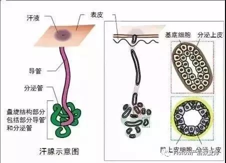 汗腺导管图片