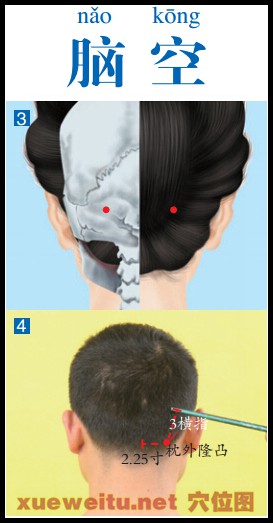 腦空穴準確位置圖功效作用和針刺艾灸按摩推拿法