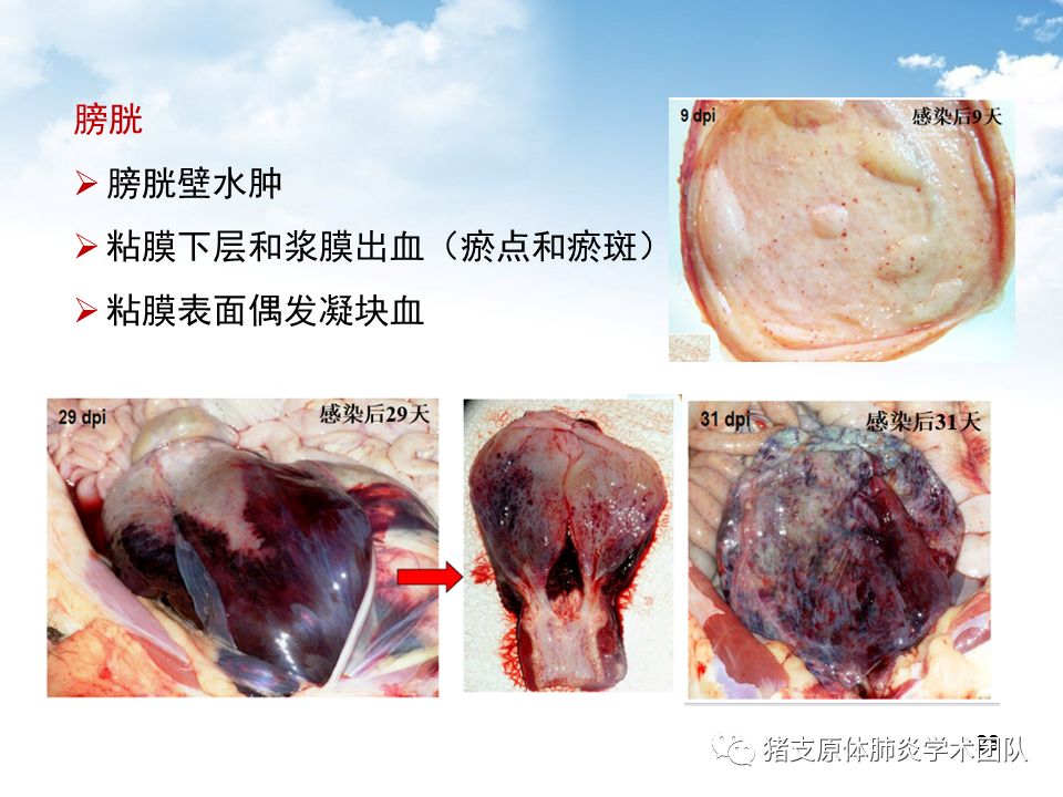 如何辨別非洲豬瘟