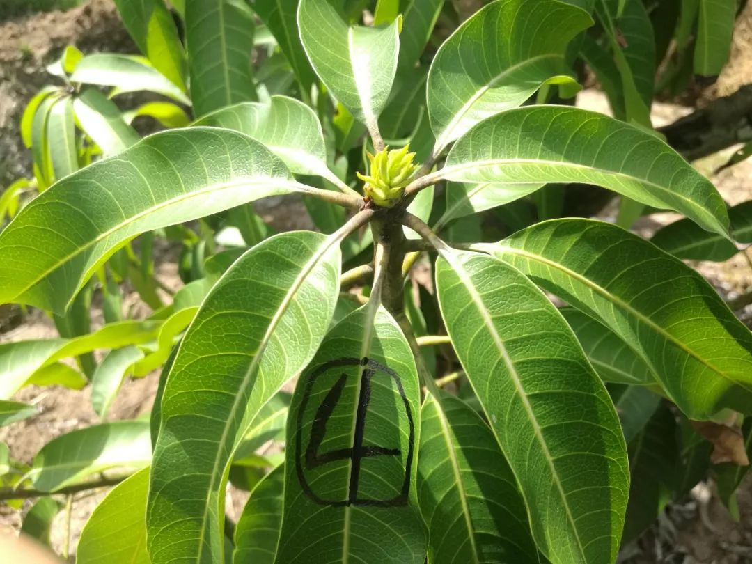 今年芒果催花難怎麼辦