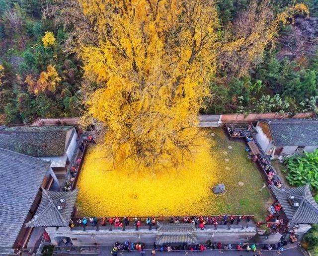 藏在終南山的西安寺廟,一到秋天人流