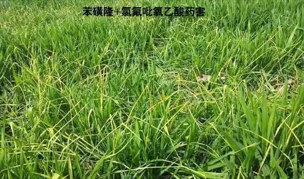 小麦除草剂药害咋补救记住4点足够