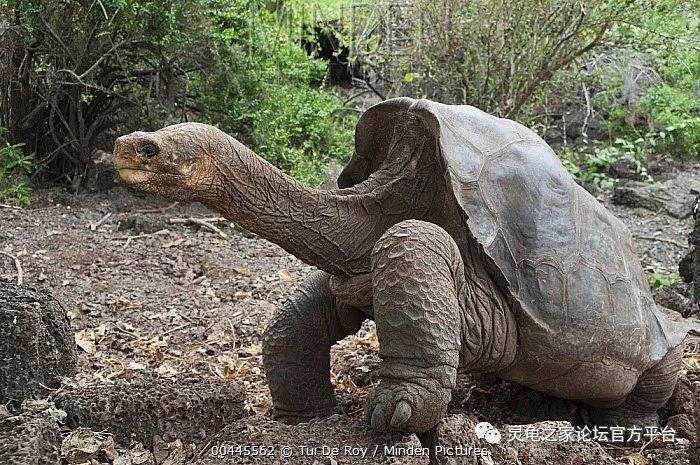 声名赫赫的平塔岛加拉帕戈斯象龟(chelonoidis abingdonii)未出现于