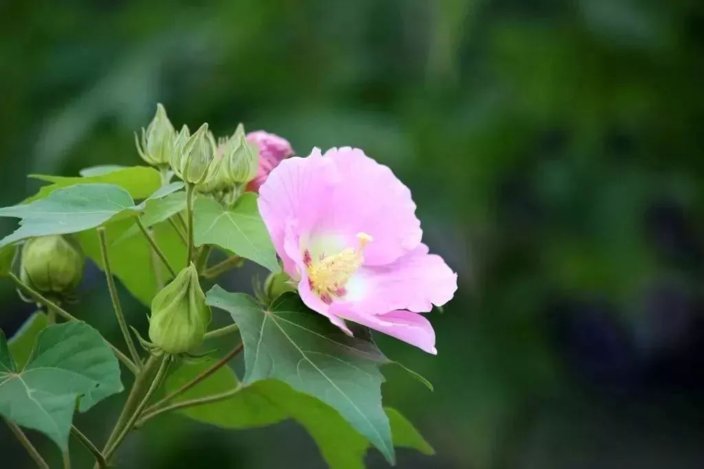 洲內因種植了上百株木芙蓉而聞名在廣州,藏著一座芙蓉洲木芙蓉門票