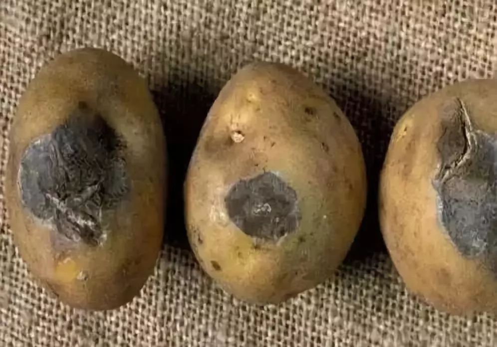 土豆软腐病防治乃图片图片