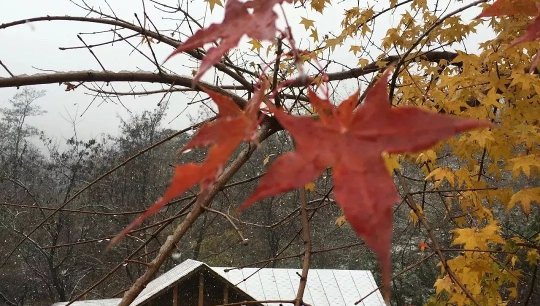 沂山雪妹图片