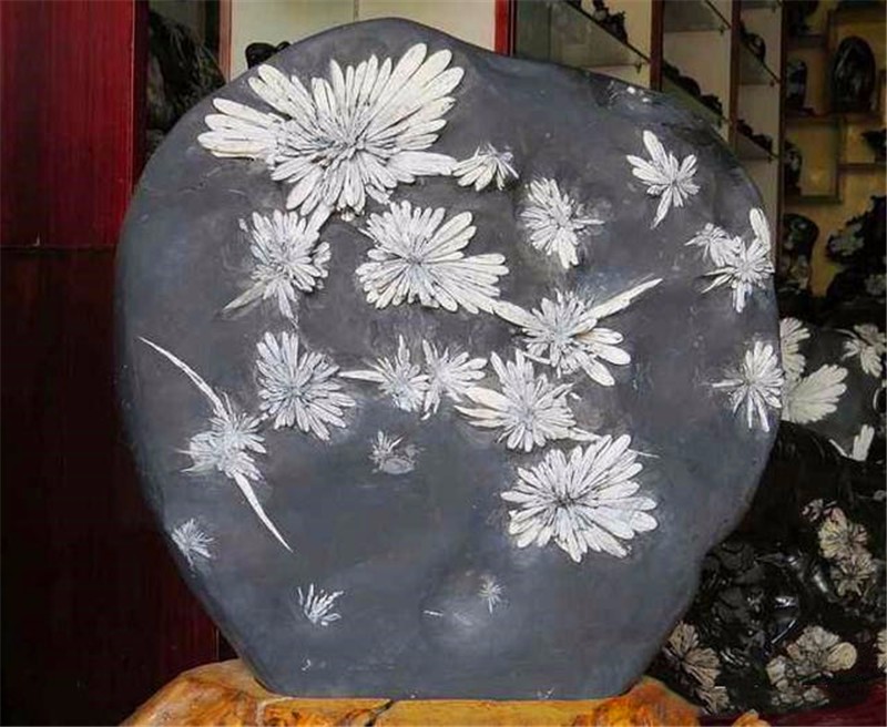 天然菊花石,一种酷似菊花的石头