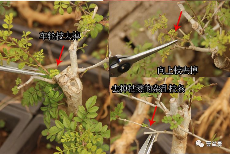 对节白蜡修剪方法图解图片