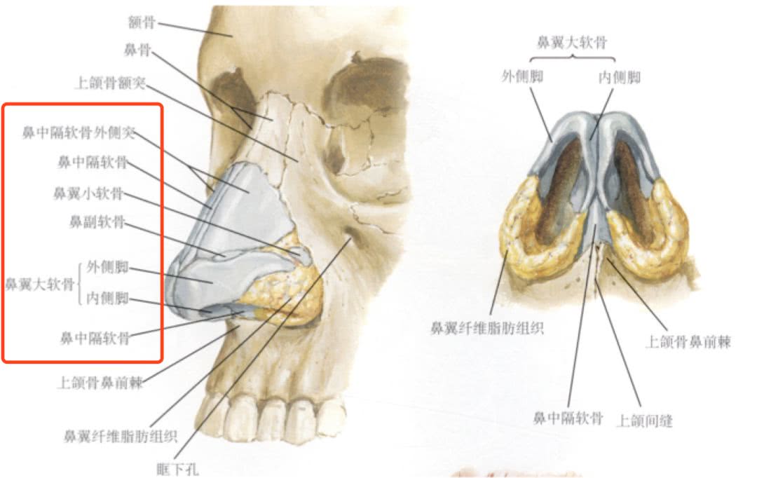 做鼻子假体全过程图片图片