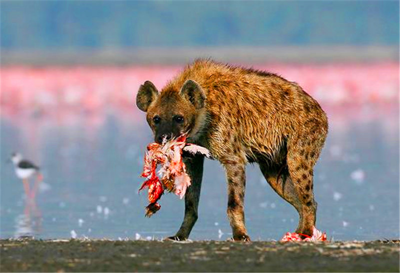 鬣狗选择先观赏再猎杀,捕到后饿到极点边走边吃,简直佩服你!