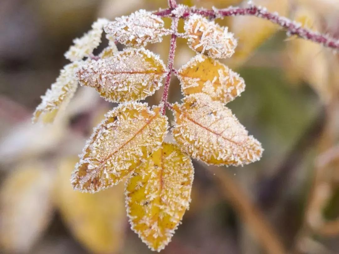 憑欄而立,但見朔風陣陣,暮雪紛紛,那階下積雪象是堆簇著的潔白的梨花