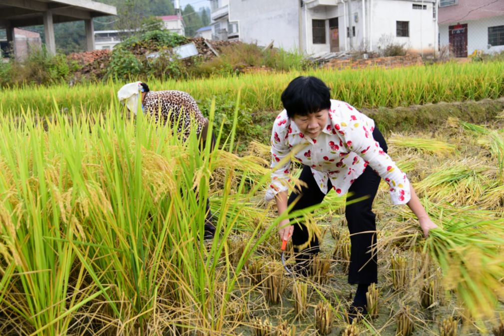 缪兰英蹲点调研 与村民同吃同住同劳动,连心连情促脱贫