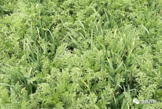 麥瓶草 生長期▲田旋花▲大巢菜▲葎草(苗期)▲葎草(成株期)▲豬殃殃