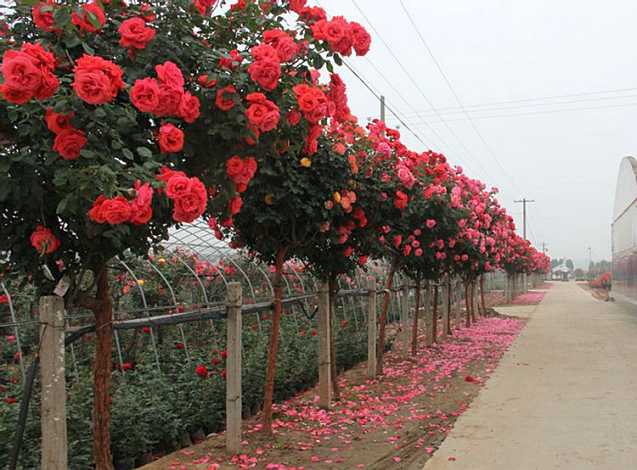 中国最贵的花树,花开300天,碰土就活,闭着眼睛都养不死