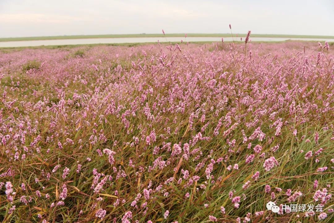 枯水期提前鄱阳湖惊现蓼花花海,绿会关注其生态变化