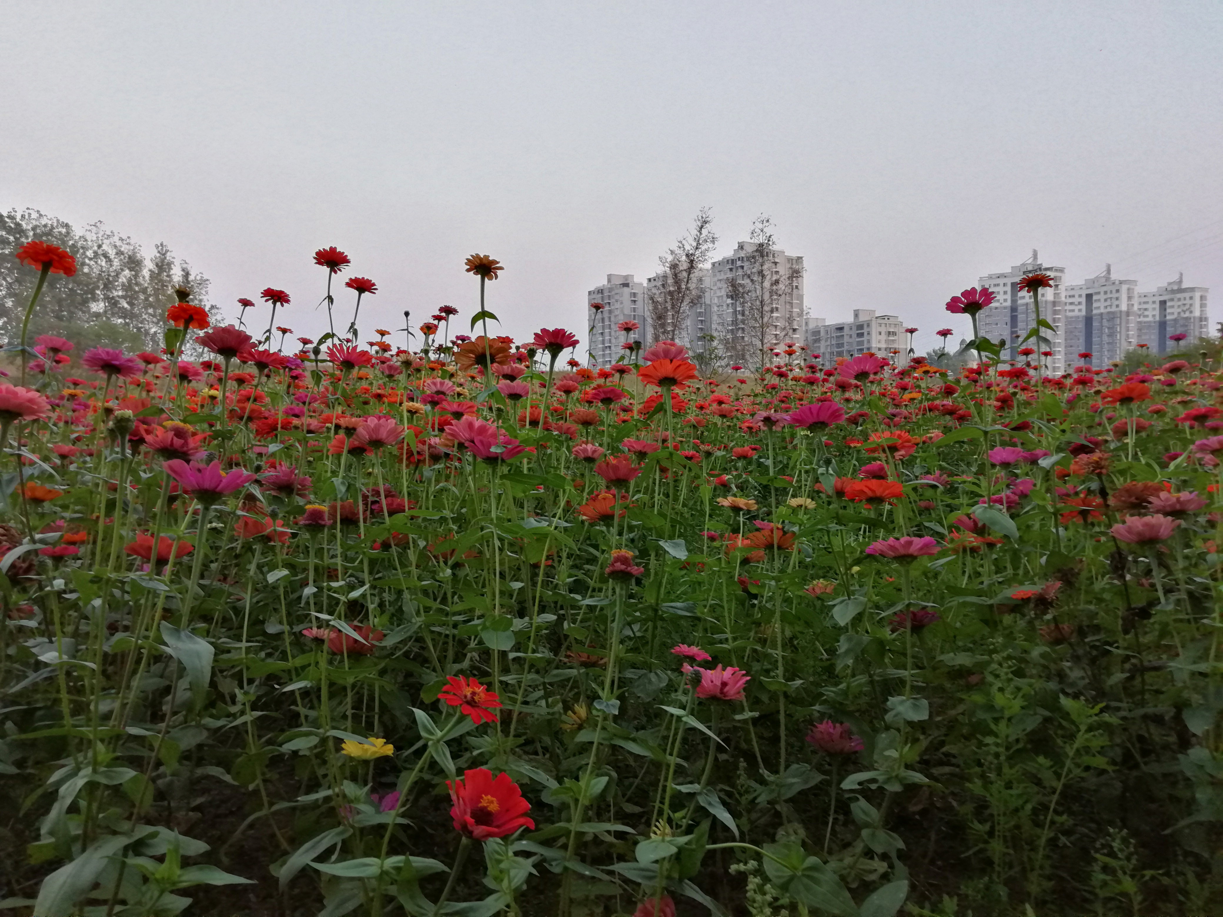 常德花海图片