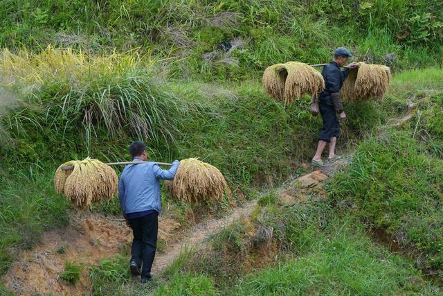 吃完午饭,他们开始挑禾,要把摘下来的禾稻挑到公路上,然后用拖拉机运