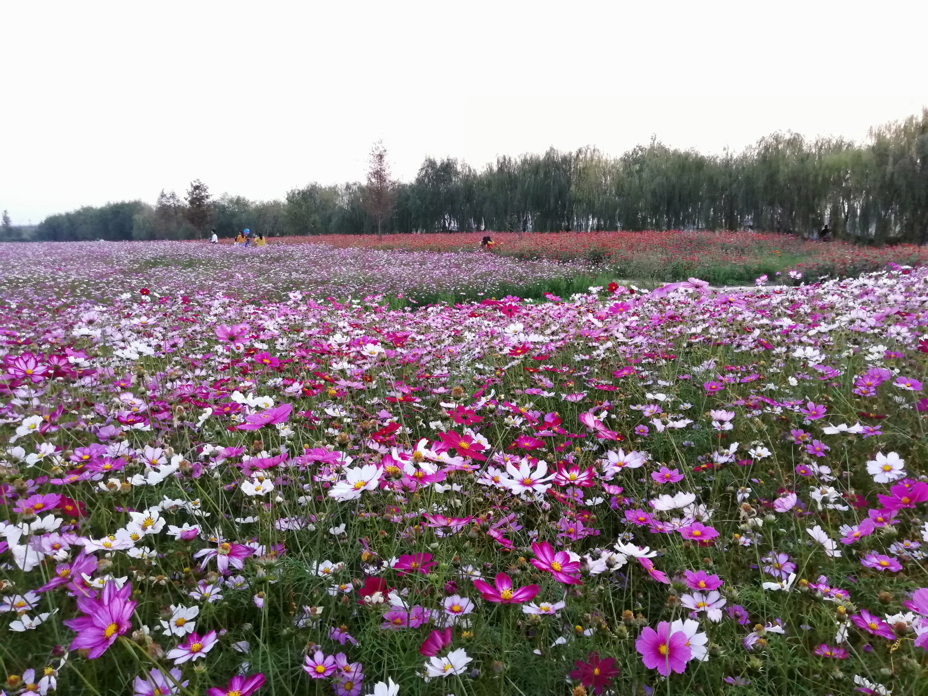 常德十美花海图片