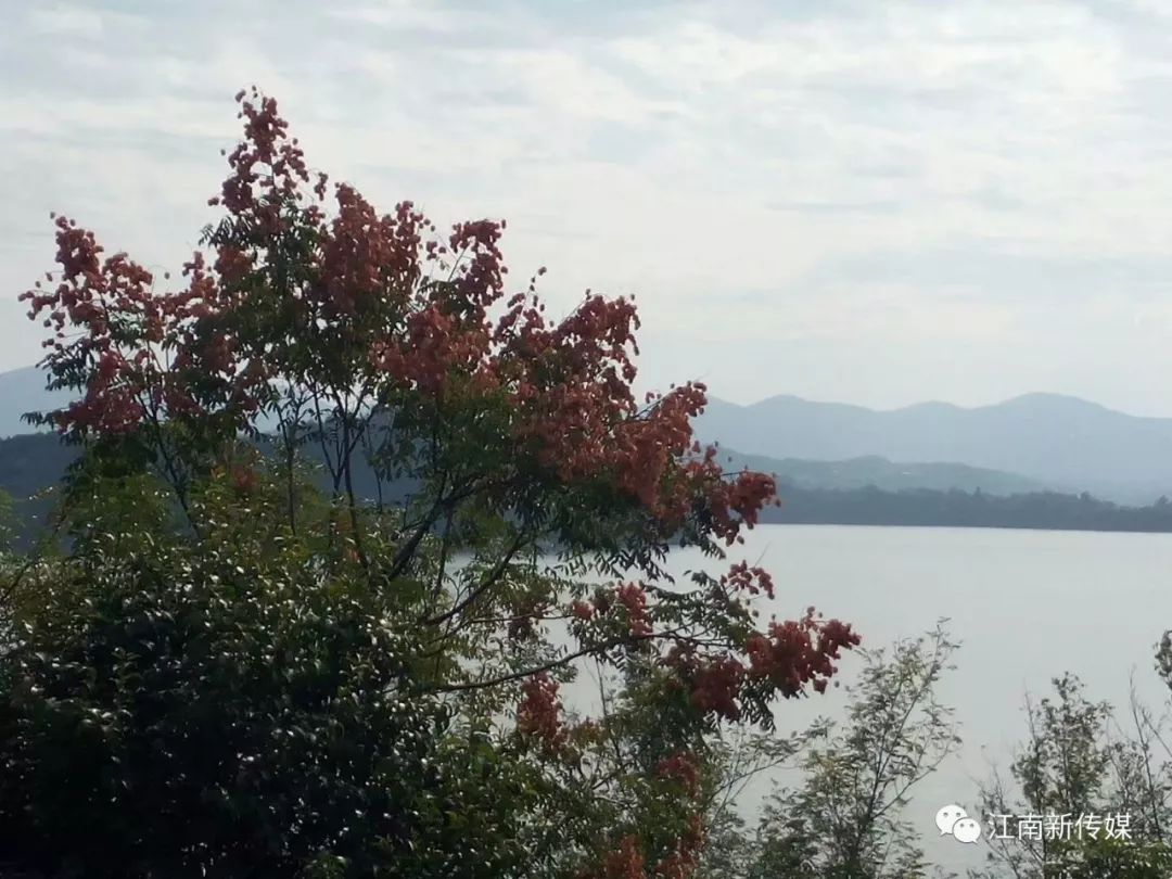 路過洈水桃花島