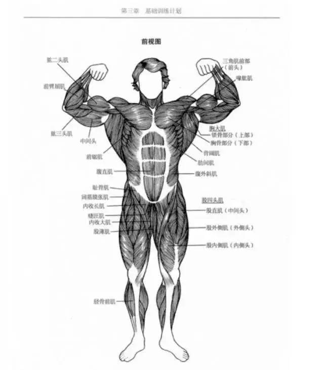 常被提及的肌肉,用於理解一些專業文章和制定健身計劃就足夠了