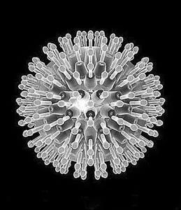巨细胞病毒包涵体图片