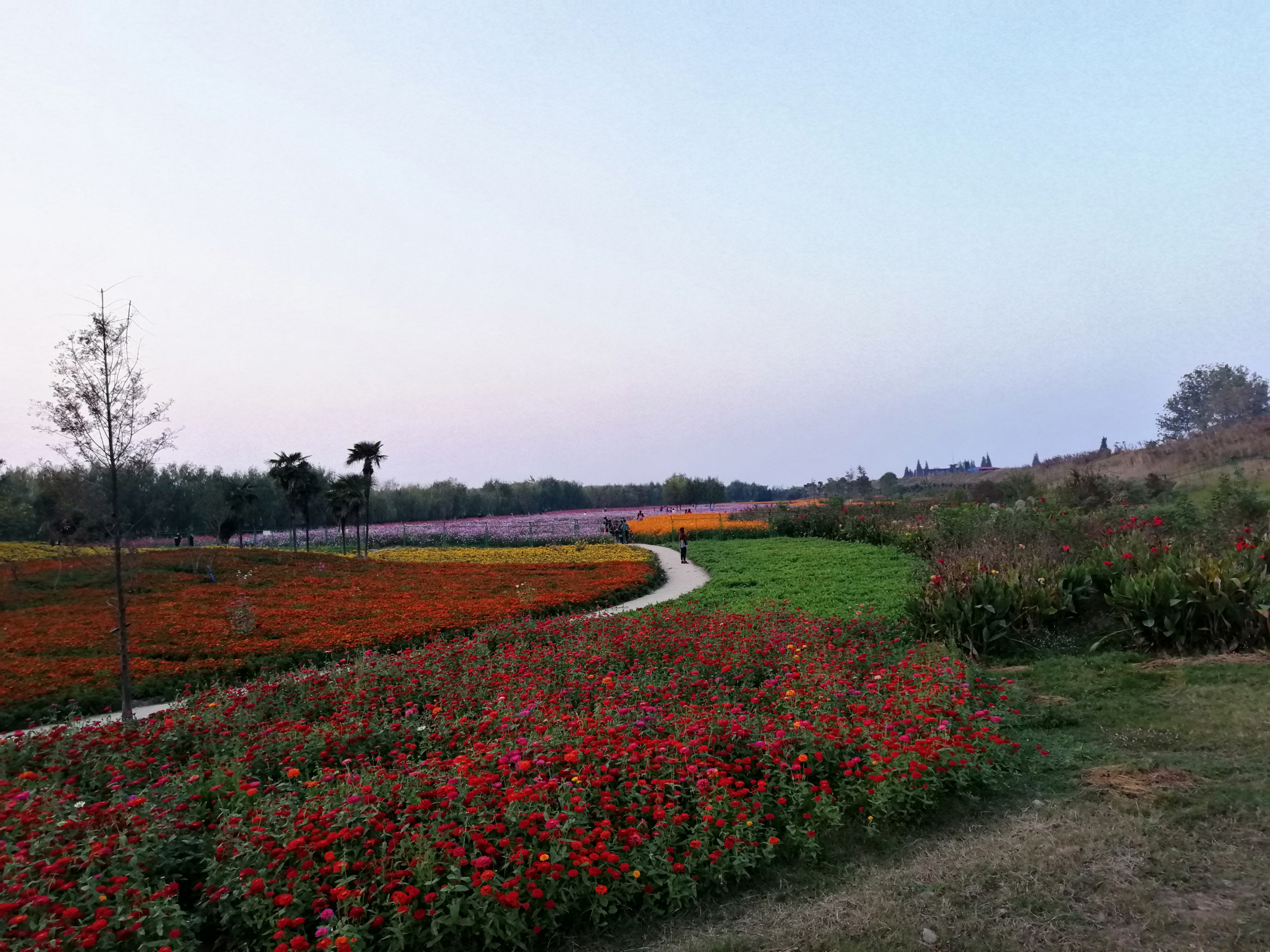 常德花海图片