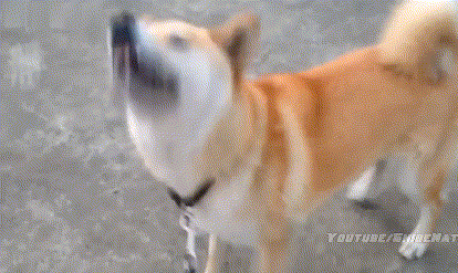 doge狗奔跑的gif图图片