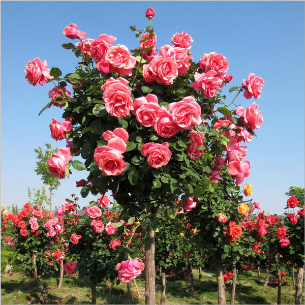中国最贵的花树,花开300天,碰土就活,闭着眼睛都养不死