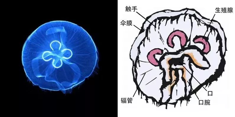 海月水母生活史图解图片