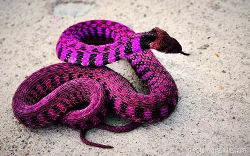 它是世界上最美的蛇也是最毒的蛇