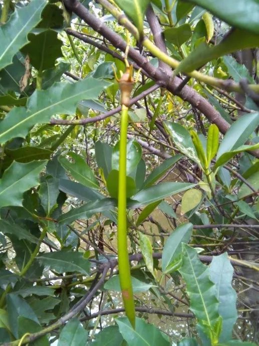 紅樹林奇幻漂流記——逆境重生全程高能!_種子