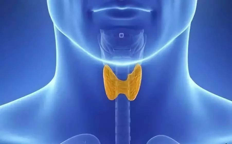 甲状腺的位置图片图片
