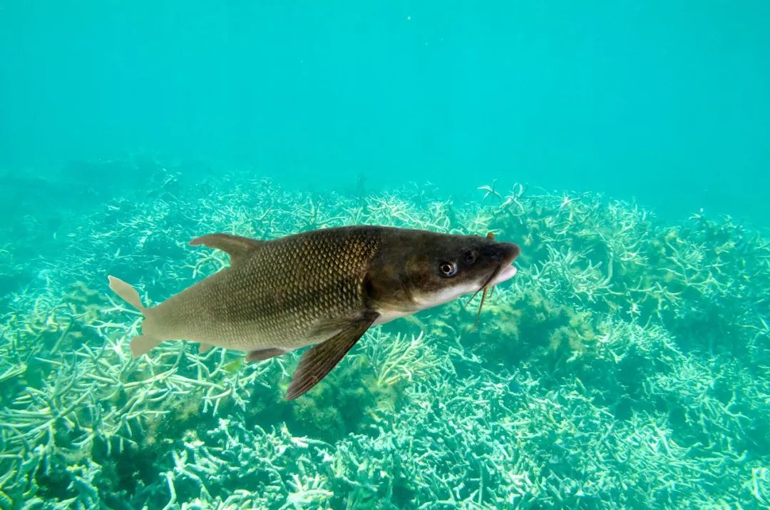 魚翔淺底 蝦蟹滿園——老漁家鮮活水產食材鏈_養殖